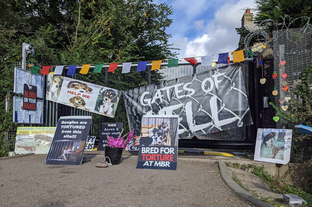 UK Beagle Rescue Trials